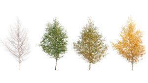 Four trees in different seasonal stages: winter (barren), spring (green), summer (golden), and autumn (yellow).